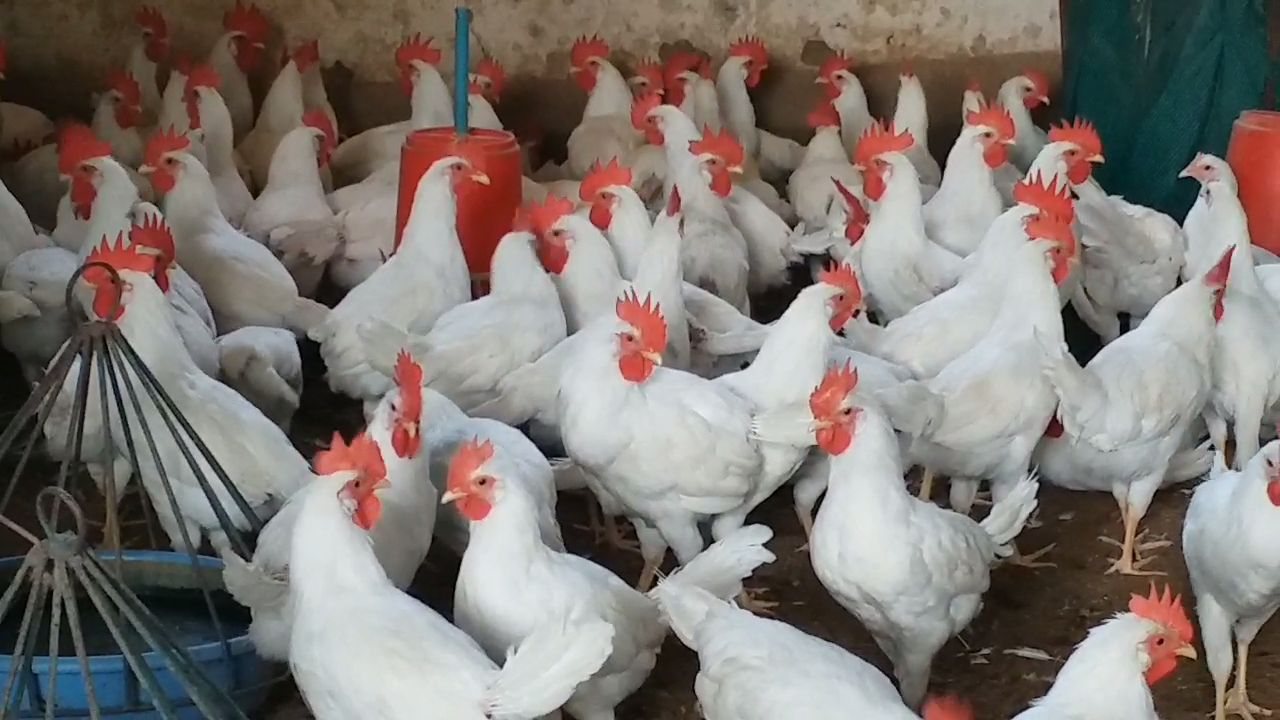 Chicken sales fall drastically due to bird flu in korba