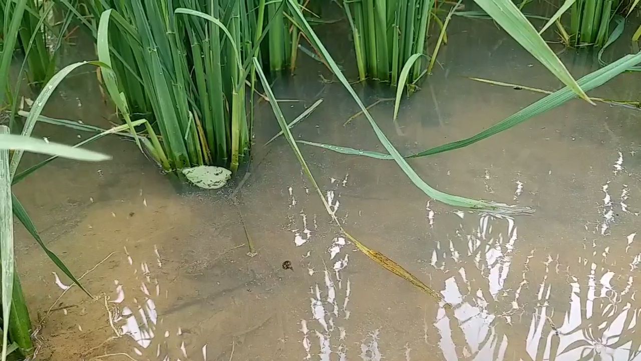 Paddy purchased in Chhattisgarh