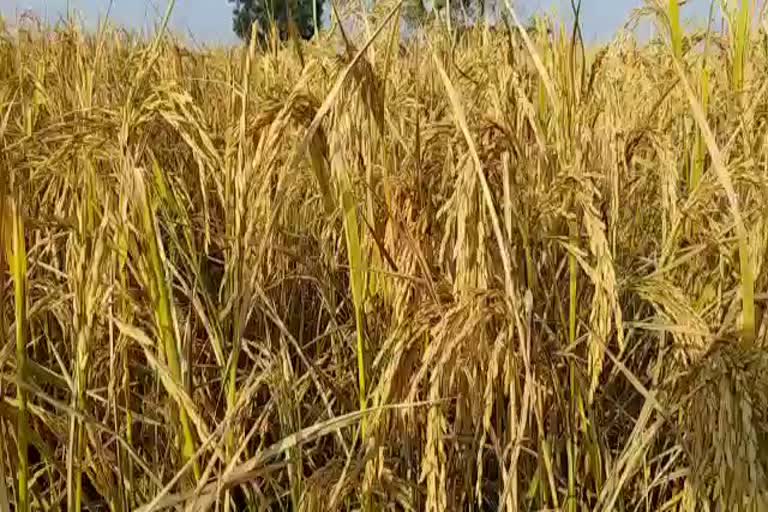 standing crop in field