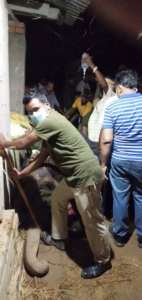 treatment-of-sick-elephant-in-korba-chhattisgarh