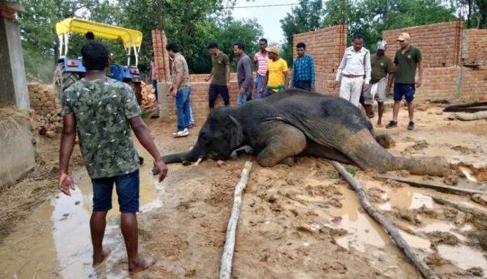 Forest workers trying to raise elephant