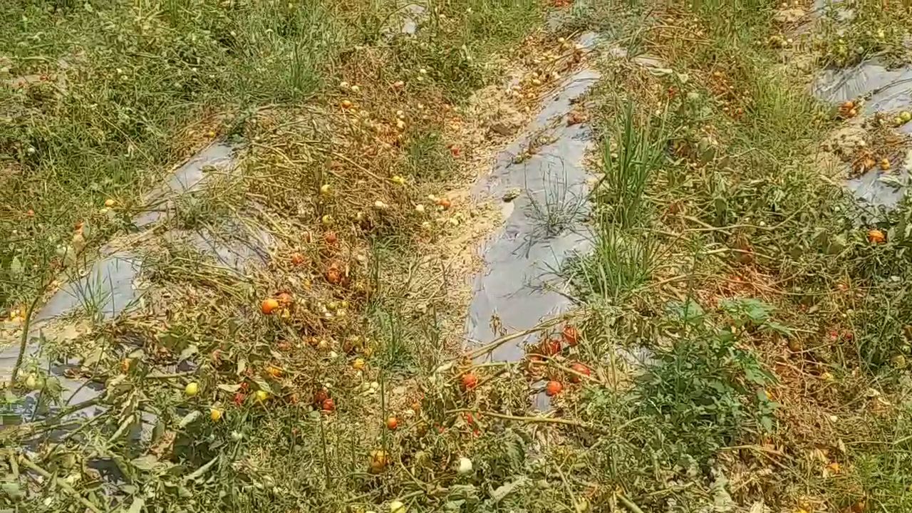 farmer facing lots of problem due to lockdown