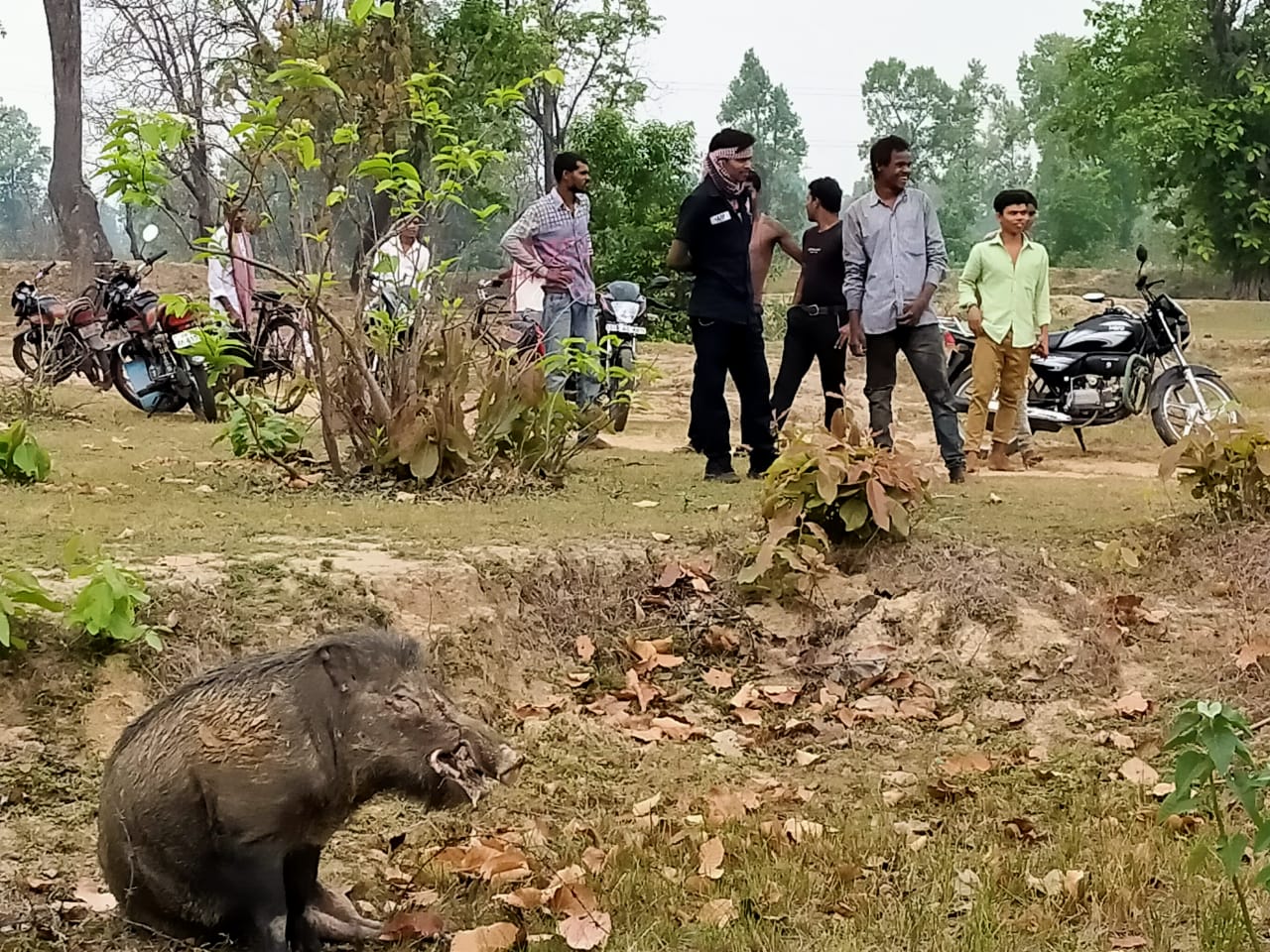 wild pig injured in korba