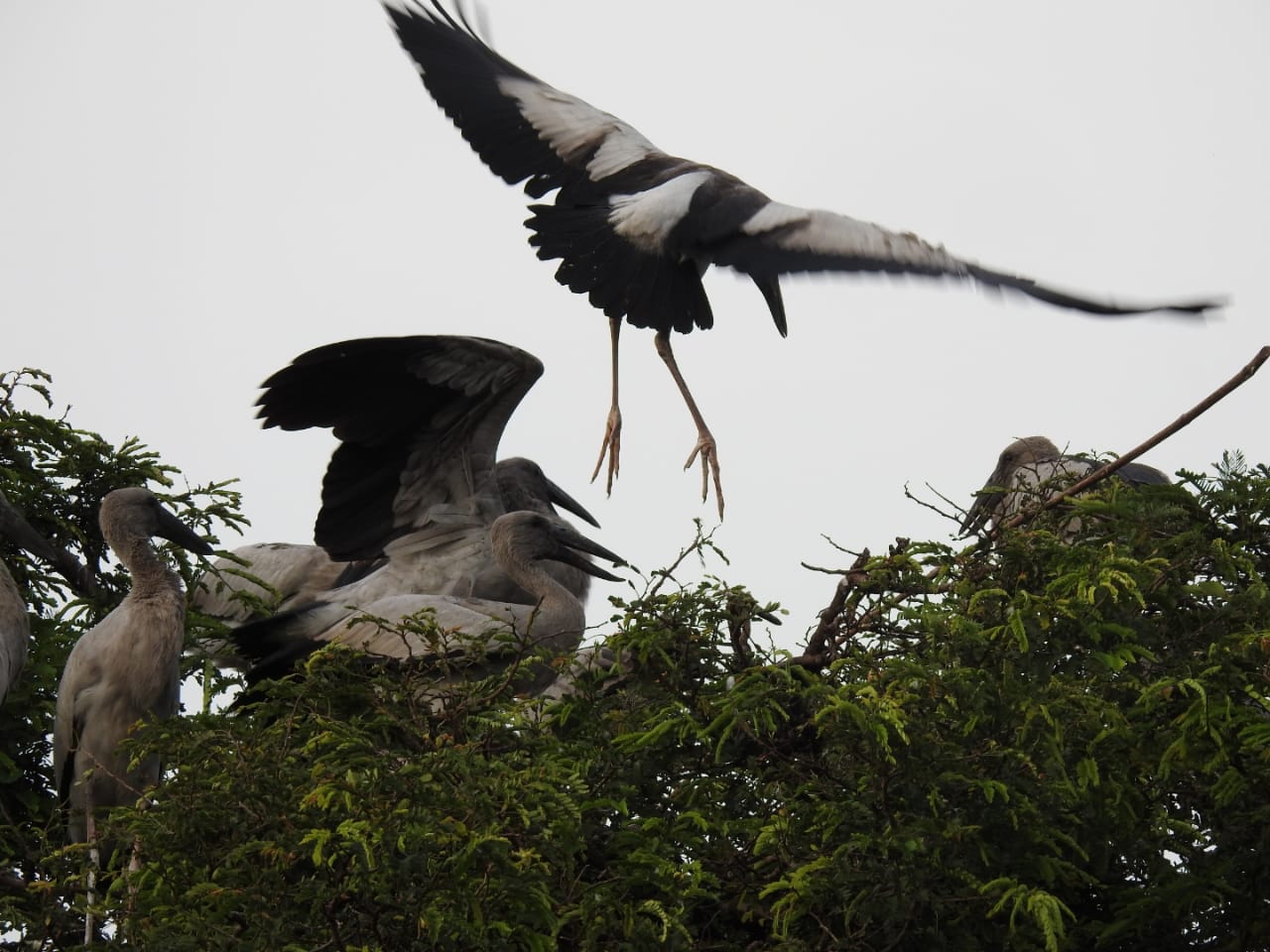 Migratory birds started arriving in Kanki village