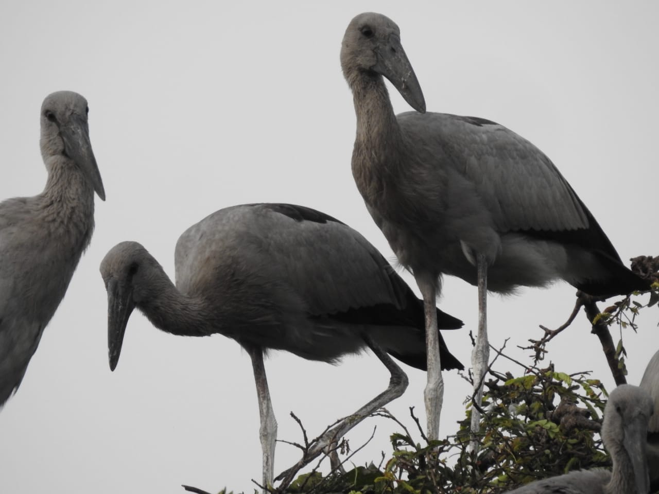 Migratory birds started arriving in Kanki village