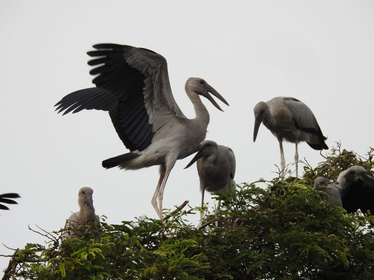 Migratory birds started arriving in Kanki village