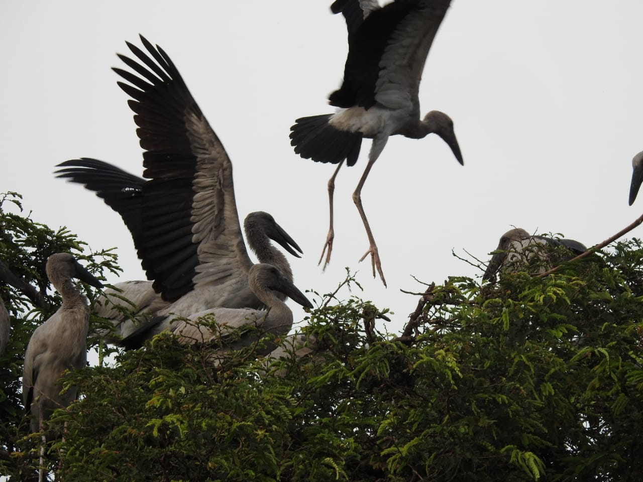 Migratory birds started arriving in Kanki village