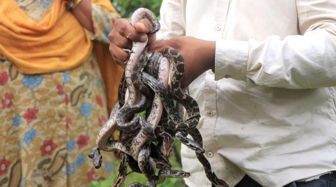 female pythons