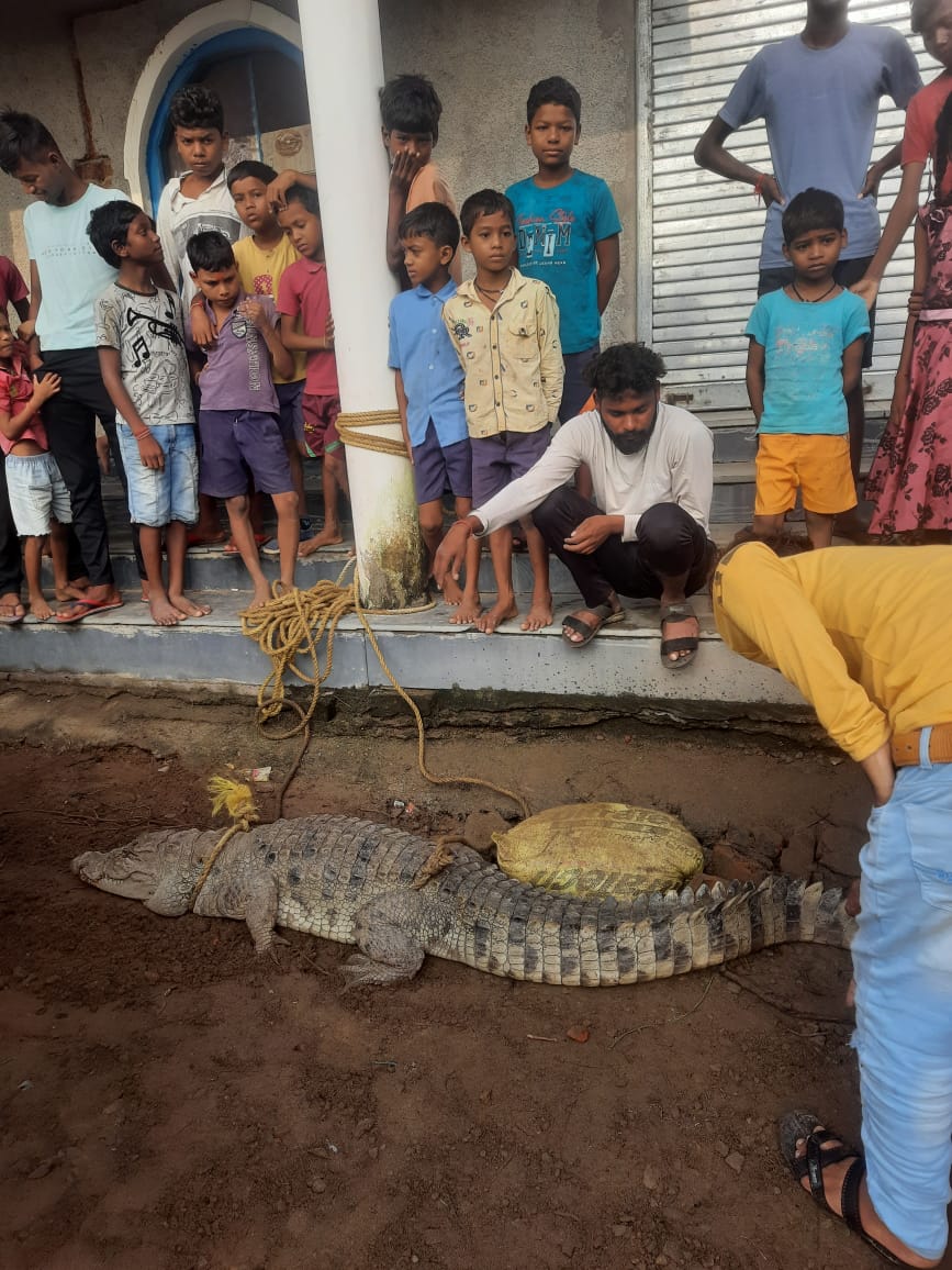 कोरबा के पाली परसदा में दिखा मगरमच्छ, ग्रामीणों ने पकड़कर पानी में छोड़ा