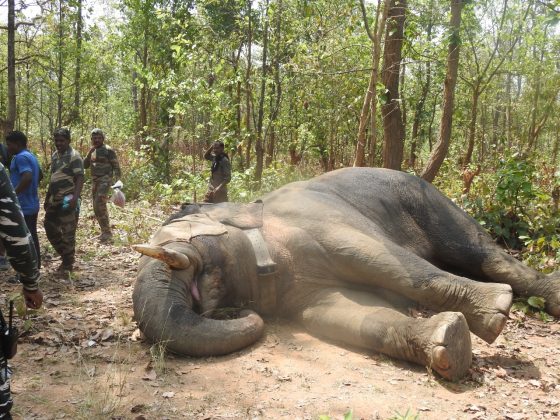 forest department team tranquilize elephant in korba