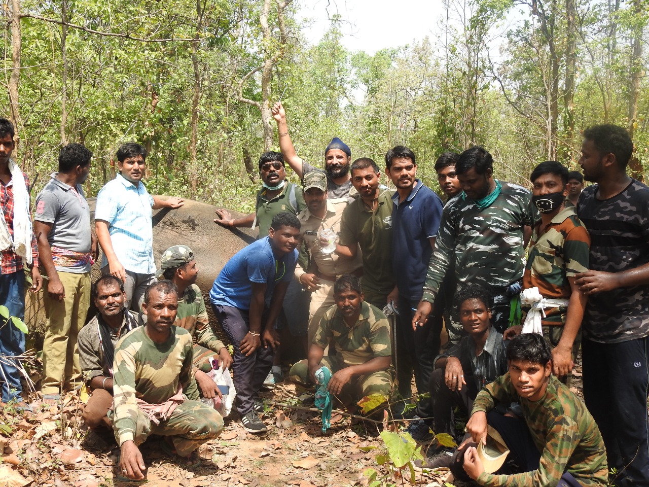 forest department team tranquilize elephant in korba