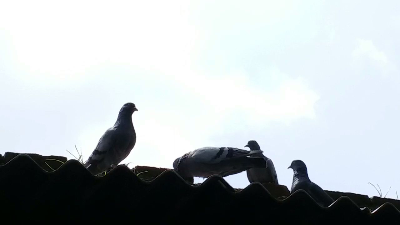 pigeons