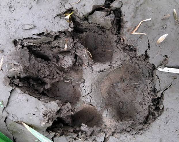 Leopard footprint