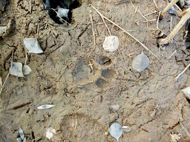 Leopard footprint