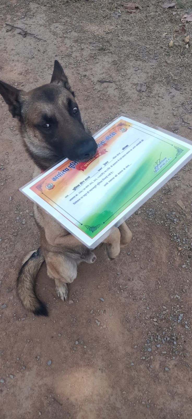 Tracker Dog Bagha got Chhattisgarh Best Police Dog Award