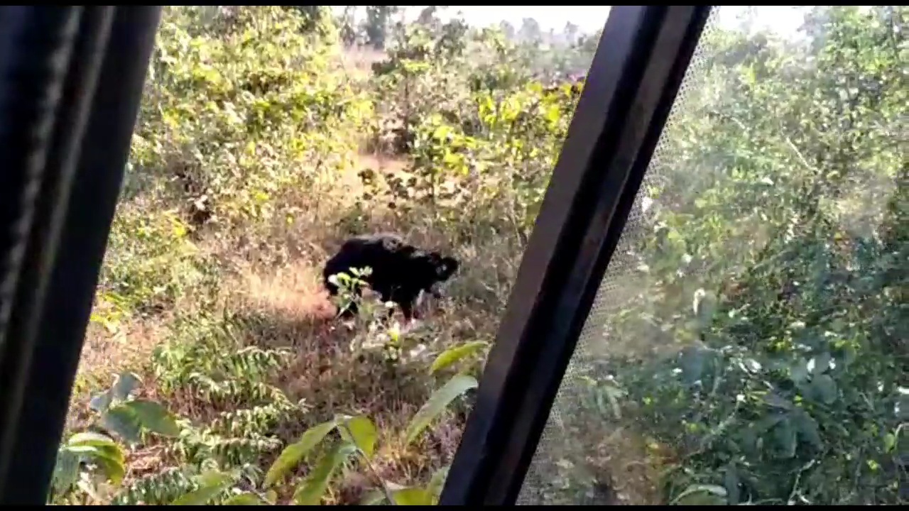 Katghora Forest Division caught bear after 3 hour rescue operation in korba