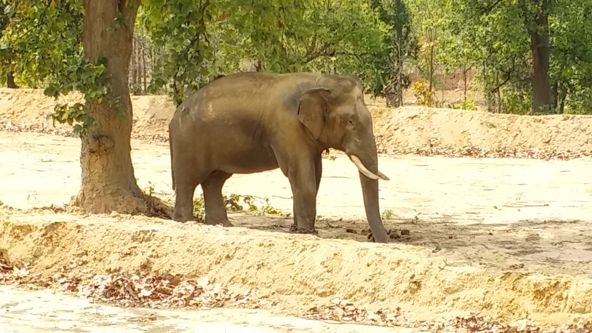 Tirathram Elephant