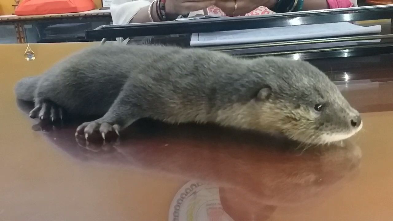 eurasian otter found in korba