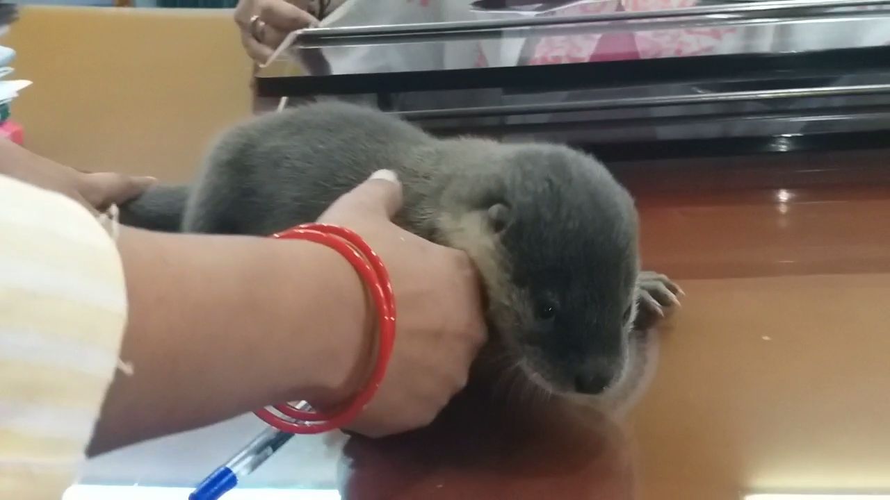 eurasian otter found in korba