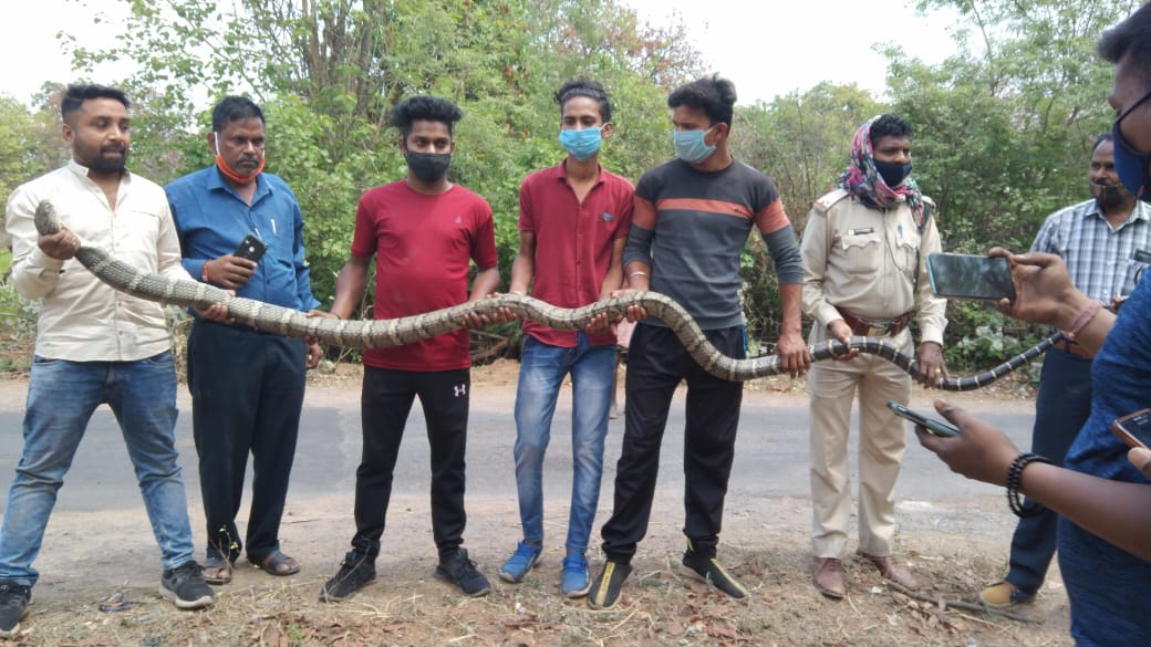 rescue of 13 feet long snake in korba