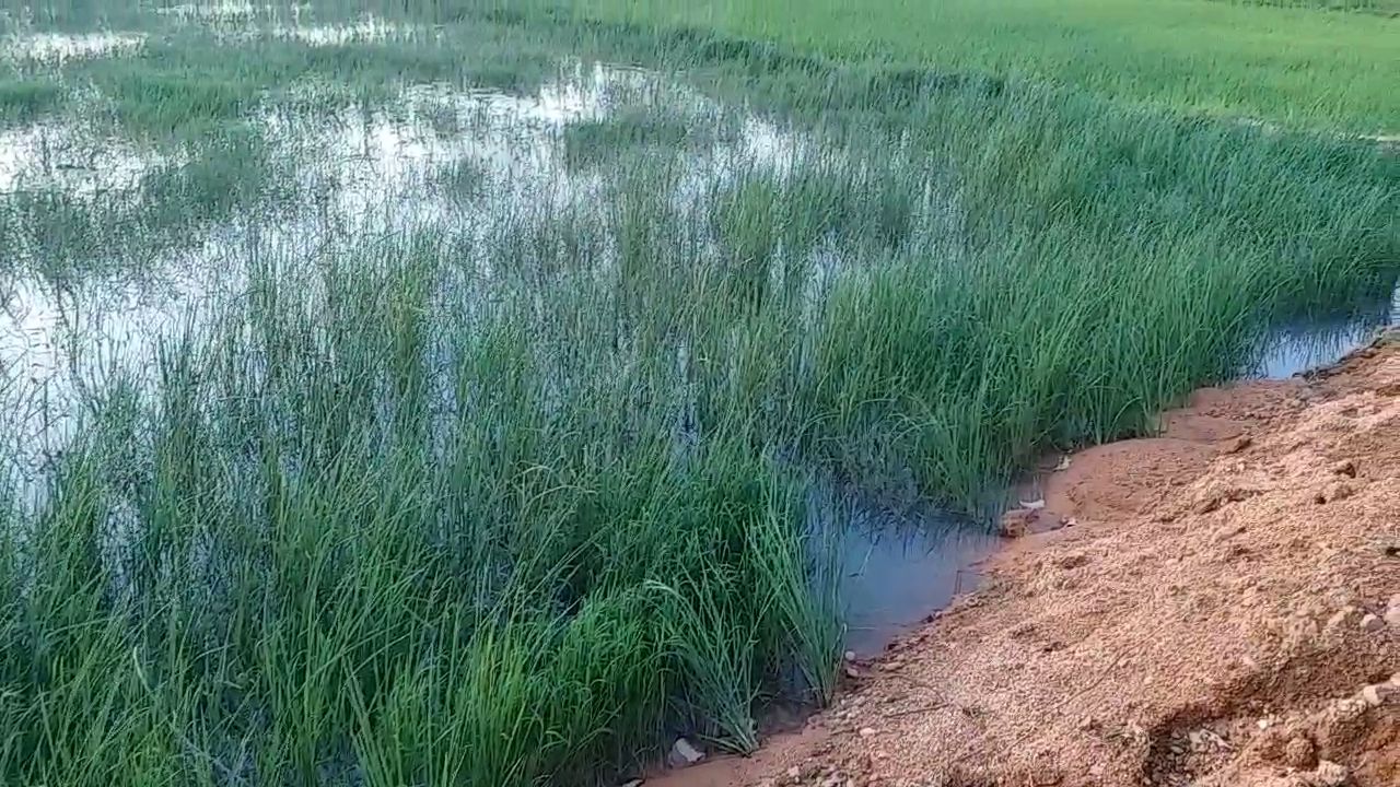 water of ash dam entered in fields