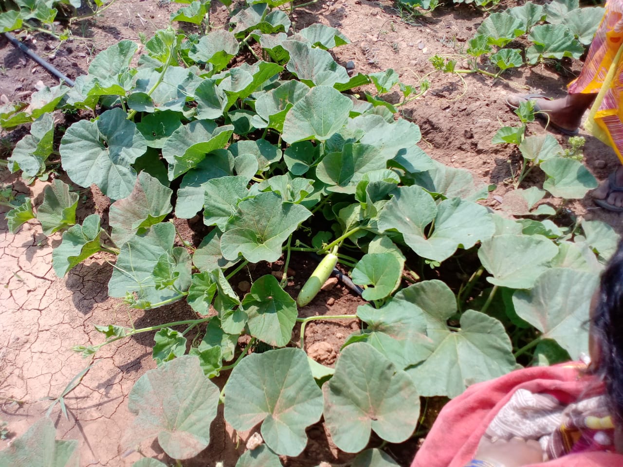 women of Kawardha are working hard and growing vegetables in barren land