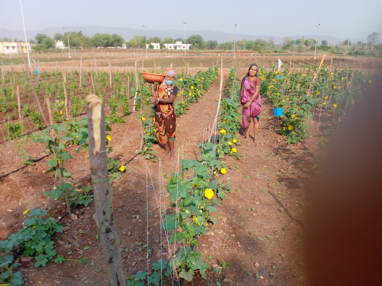 women of Kawardha are working hard and growing vegetables in barren land