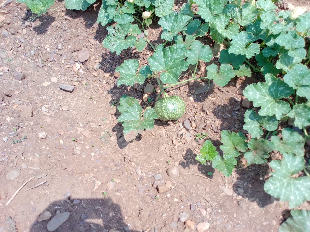 women of Kawardha are working hard and growing vegetables in barren land