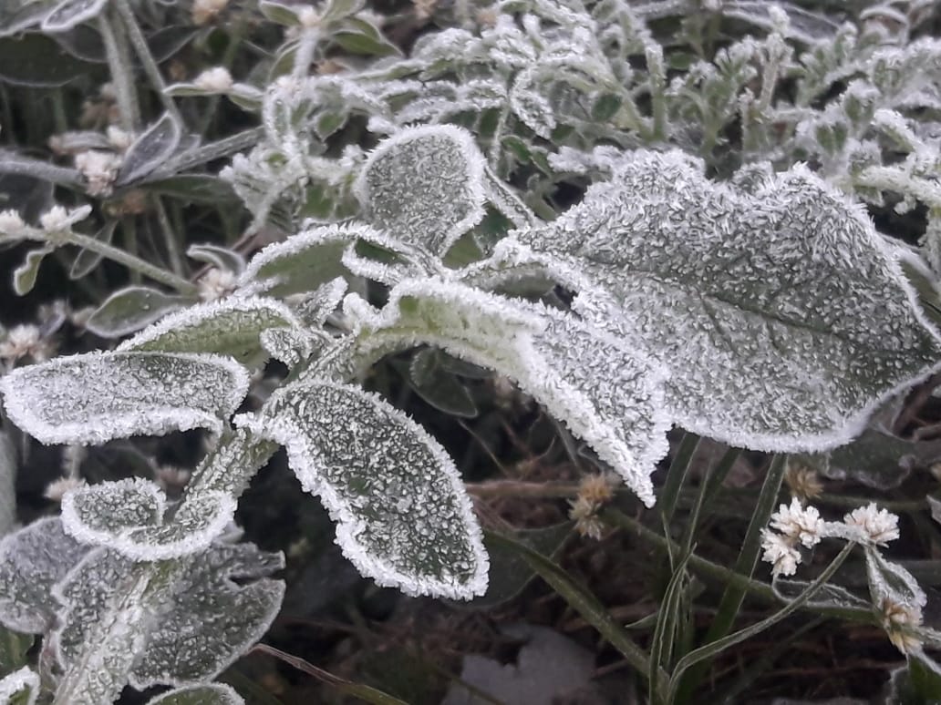 Cold rising due to temperature falling in Chilfi valley of kawardha