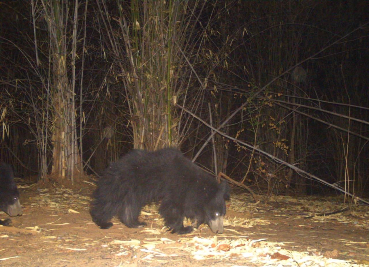 movement Increased of bears