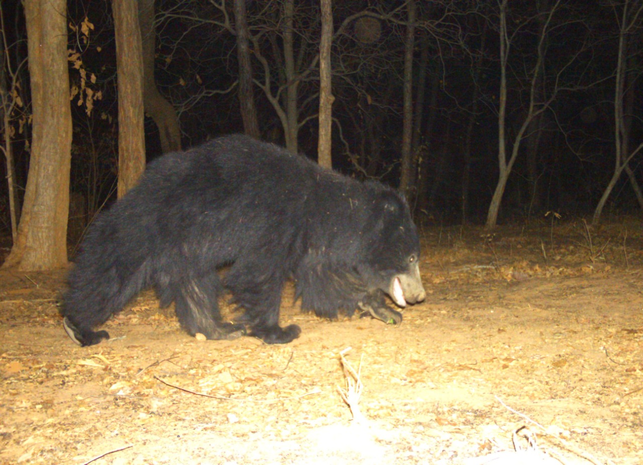 movement Increased of bears