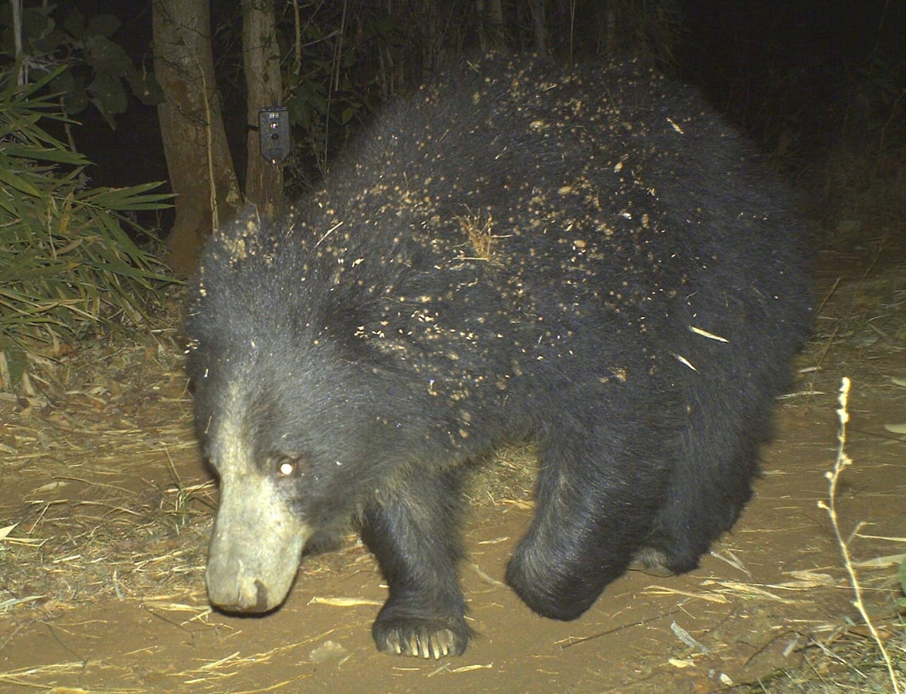 movement Increased of bears