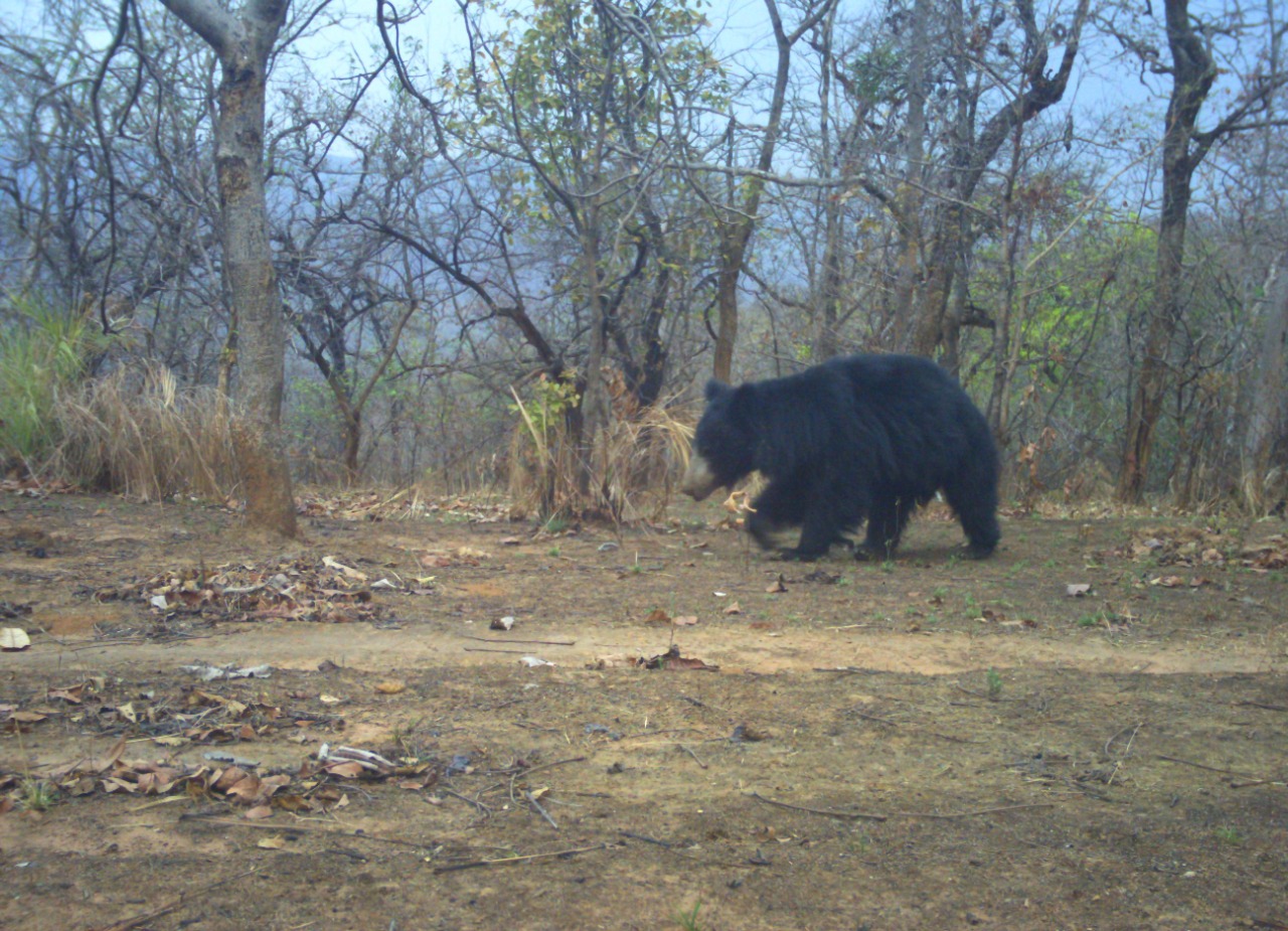 movement Increased of bears