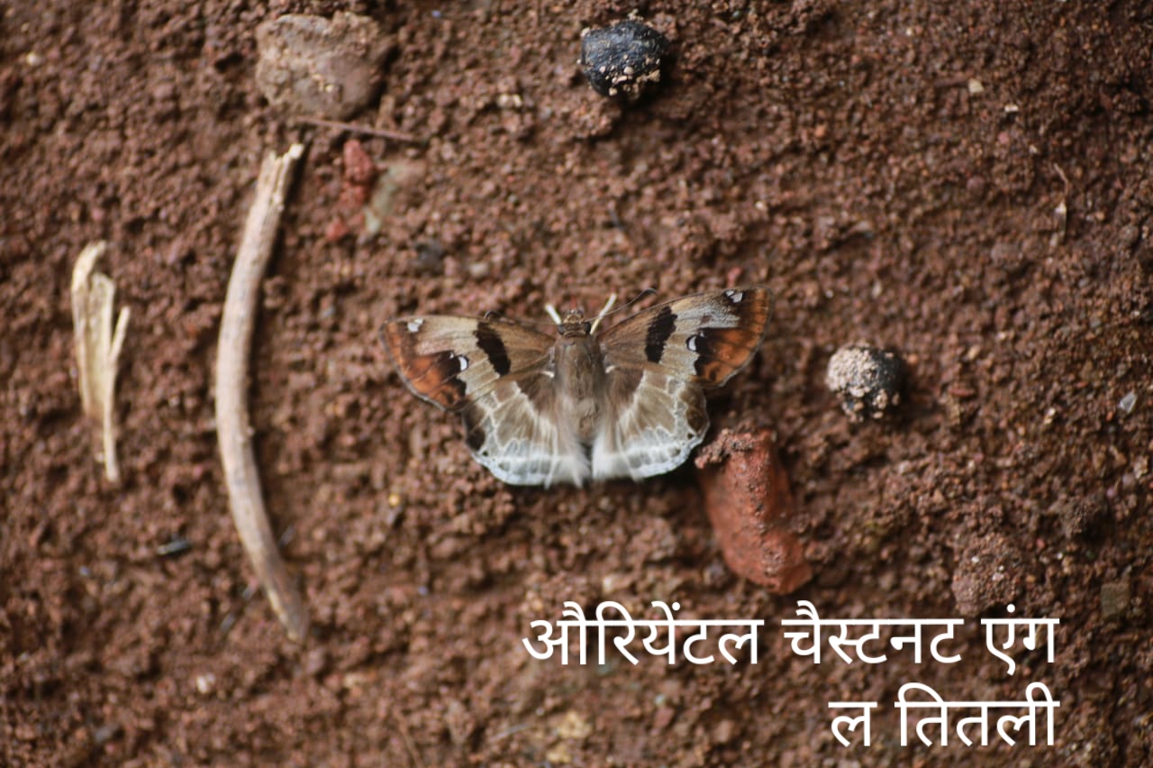 Extinct butterflies seen in Bhoramdev abhayaran