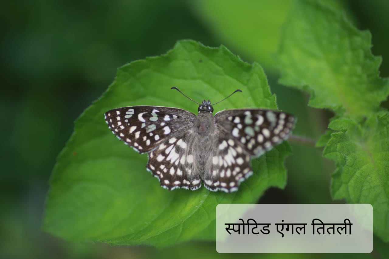 Extinct butterflies seen in Bhoramdev abhayaran
