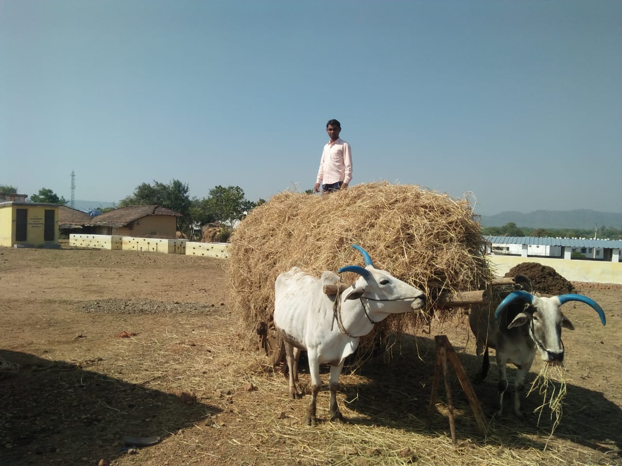 farmer ditribute fodder in kawrdha