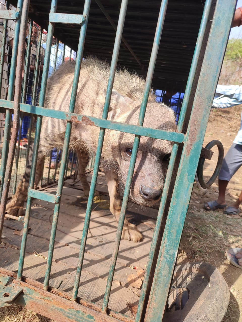 Kawardha Forest Department rescued the hyena