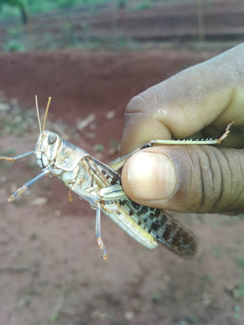 forest and agriculture department try to control Locust through Insecticide