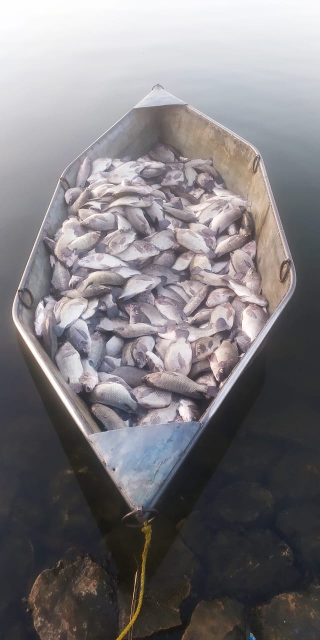 100 quintal fishes died in Kawardha