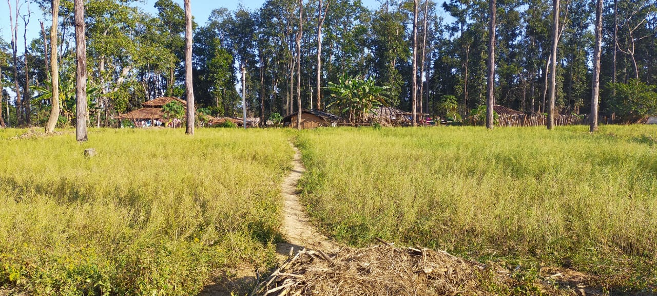 Tribals illegally occupied forest land by cutting down trees in forest of Rengkhar Range