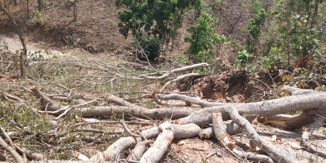 Villagers cutting trees and blocking  road in Kawardha