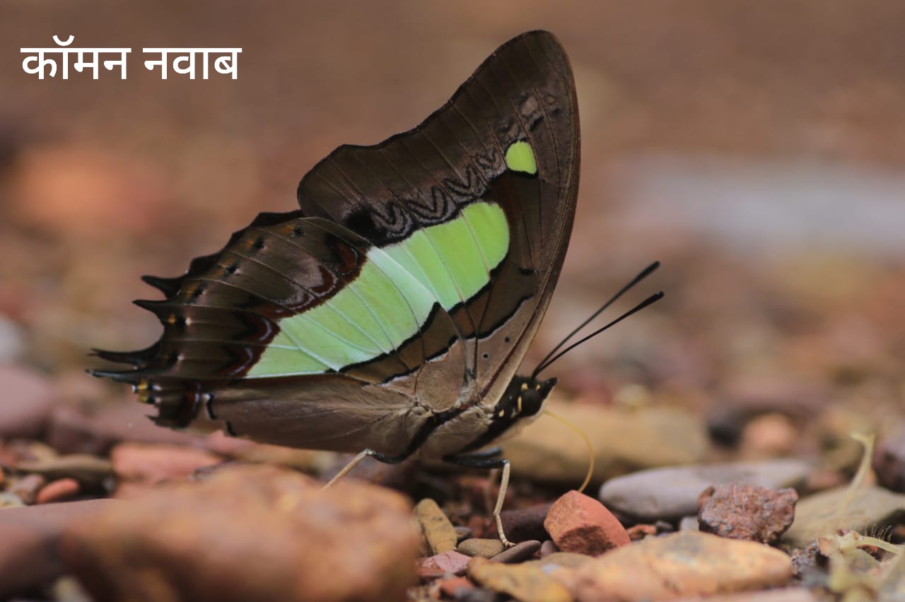 voting for the selection of national butterfly for the first time in the country in kawardha