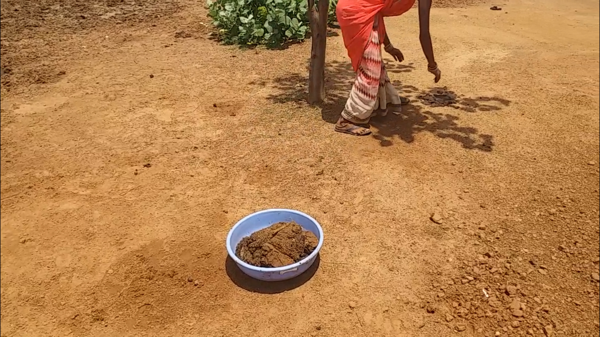 India Today Magazine | A novel scheme in Chhattisgarh has the government  buying cow dung from cattle owners to produce compost for sale; the BJP  dubs it a scam. Read full... |