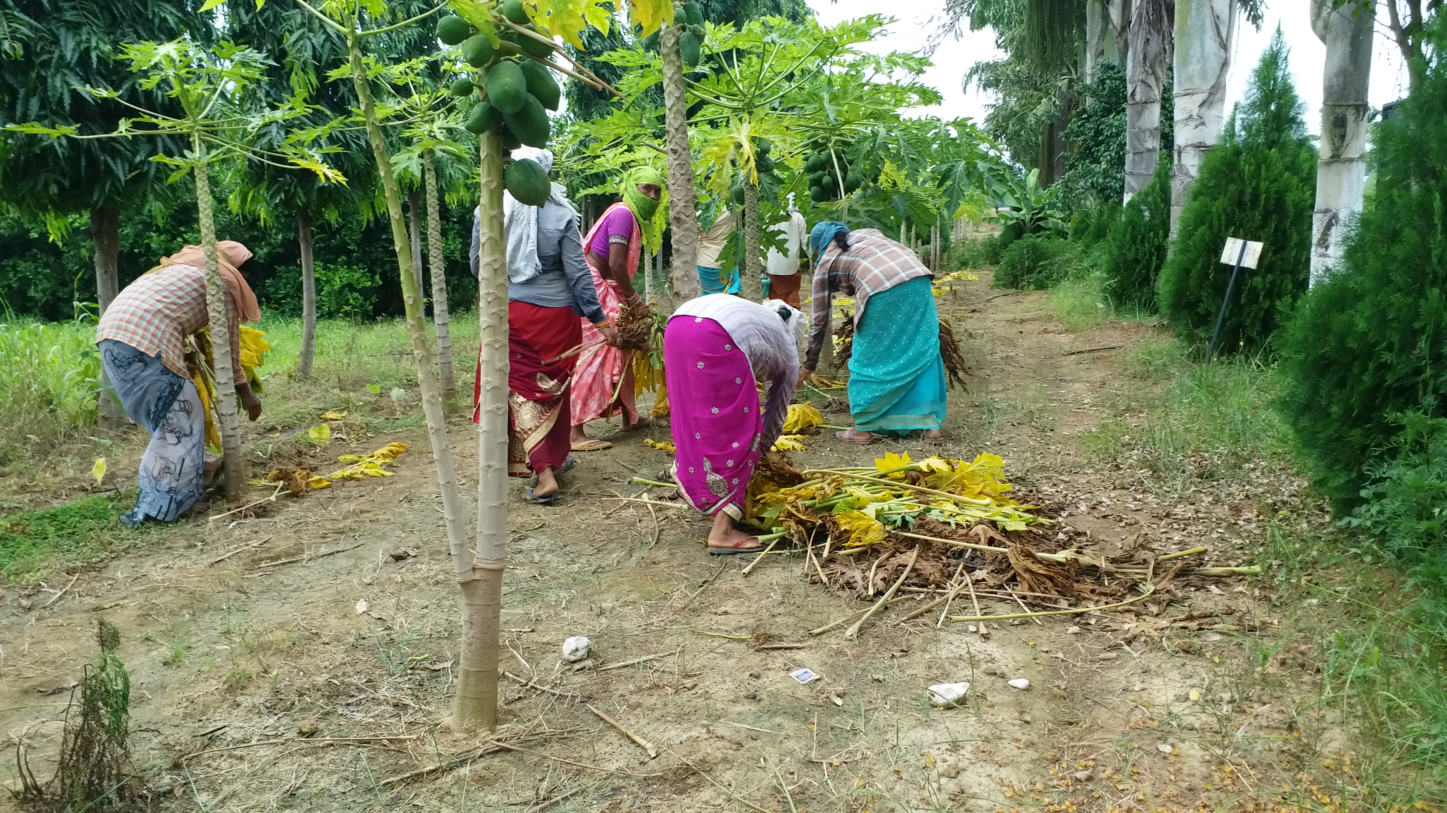 Laborers farming on barren land