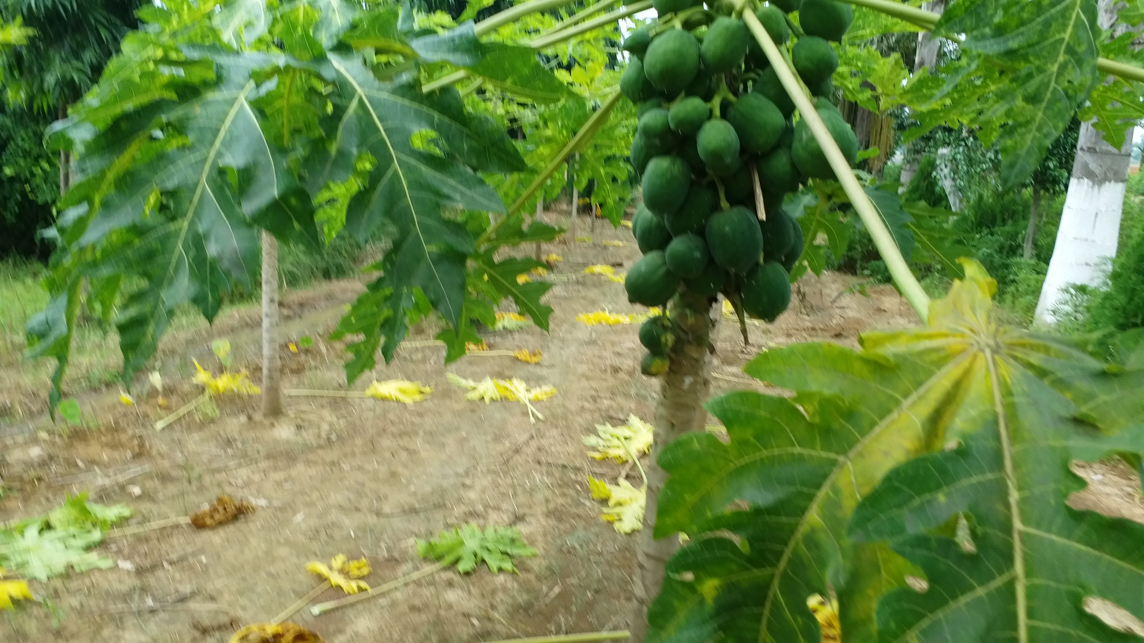 papaya tree