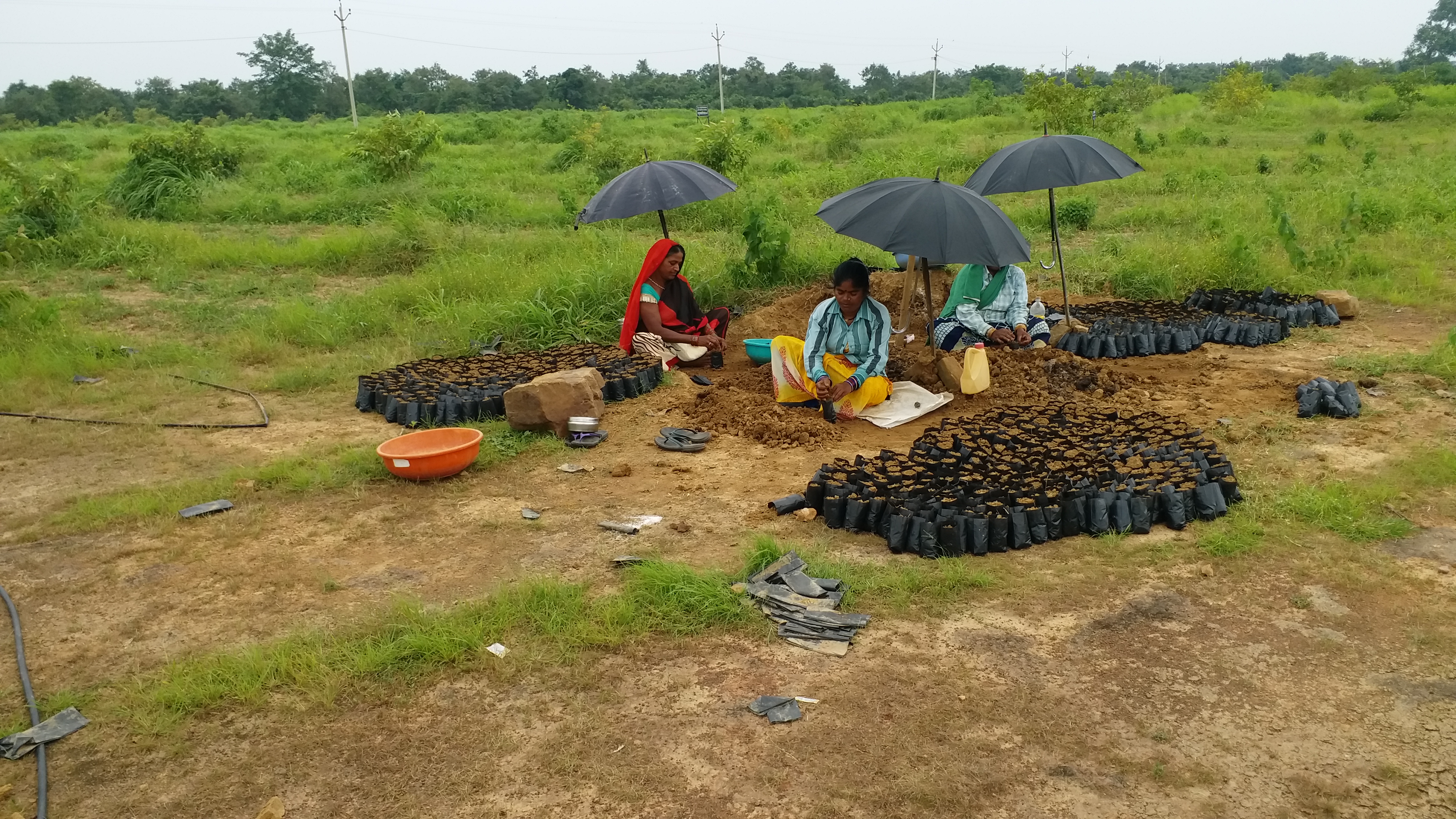 Planting Women