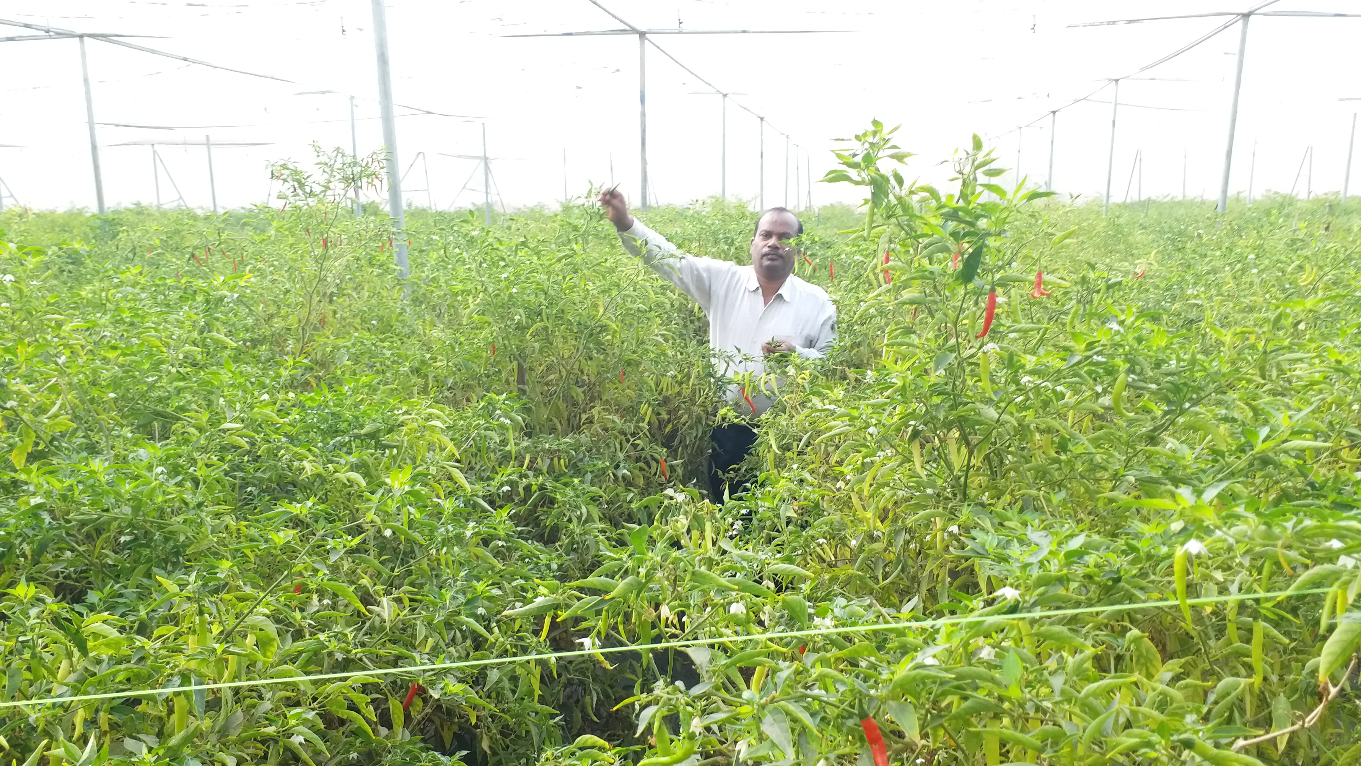 Shed Net scheme for improved farming made profitable for farmers IN  Mahasamund