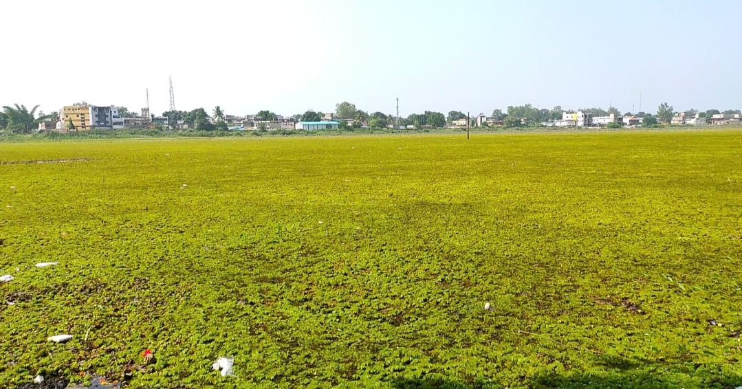 plight of bandhua pond in narayanpur