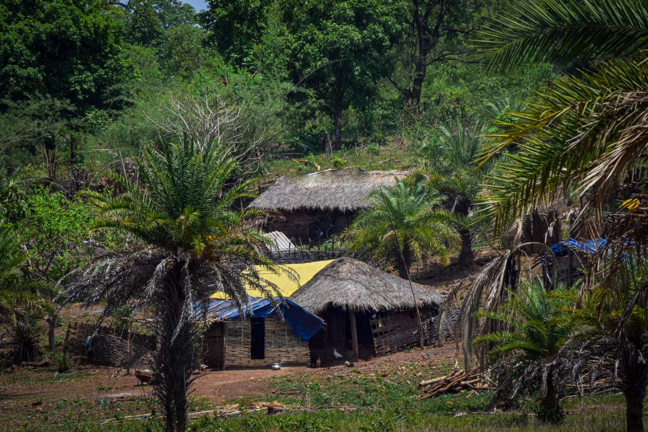 Age-old tradition of 'social distancing' has helped Chhattisgarh's Abhujhmaria tribe fight Covid-19