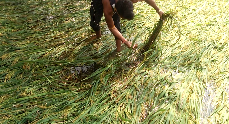 paddy crop ruined due to heavy rainfall in pandariya